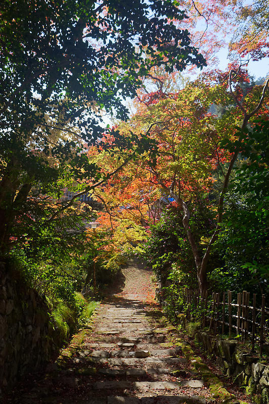2018京都の紅葉・洛西 金蔵寺 其の二_f0032011_19434216.jpg