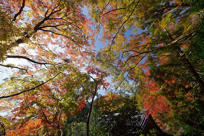 2018京都の紅葉・洛西 金蔵寺 其の二_f0032011_19434266.jpg