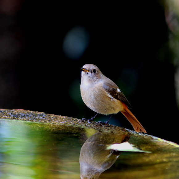 水場に集う鳥たち　　　　ＧＧＹ_d0346713_19412171.jpg