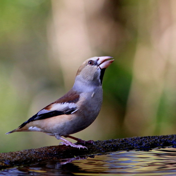 水場に集う鳥たち　　　　ＧＧＹ_d0346713_21053555.jpg