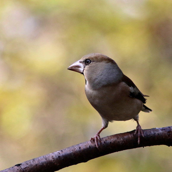 水場に集う鳥たち　　　　ＧＧＹ_d0346713_21054612.jpg