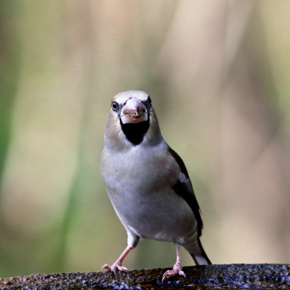 水場に集う鳥たち　　　　ＧＧＹ_d0346713_21060759.jpg