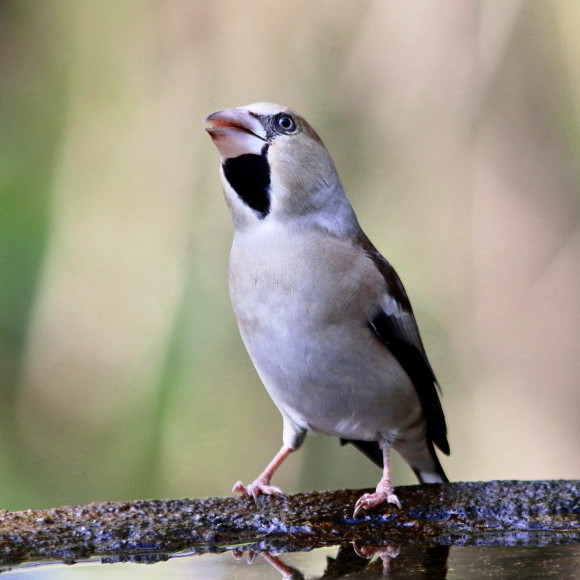 水場に集う鳥たち　　　　ＧＧＹ_d0346713_21061954.jpg