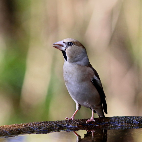 水場に集う鳥たち　　　　ＧＧＹ_d0346713_21063411.jpg