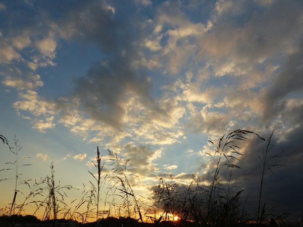 綱島　鶴見川　つち散歩　夕日の彩り_c0111518_01033237.jpg