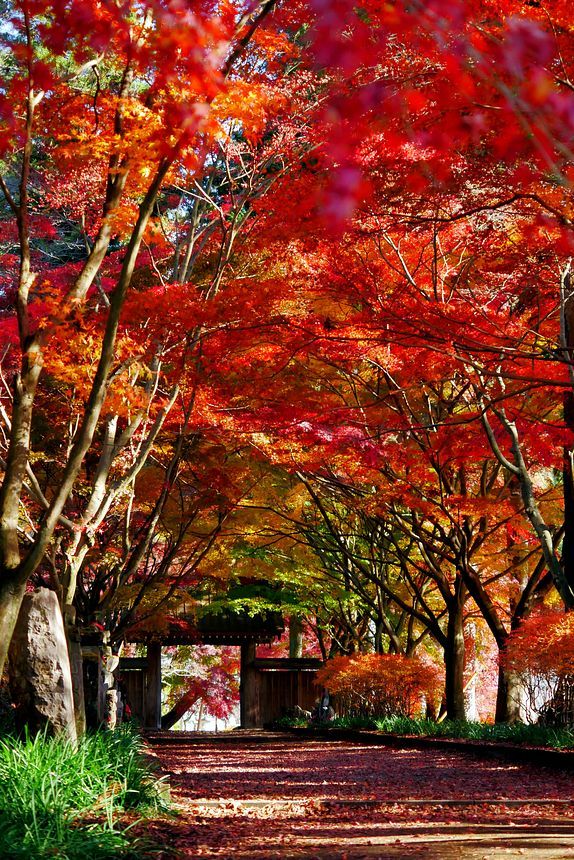 奥山に紅葉踏み分け・・・日本には紅葉がある♪　「金蔵院」三度目の正直(^^;_a0031821_21522423.jpg