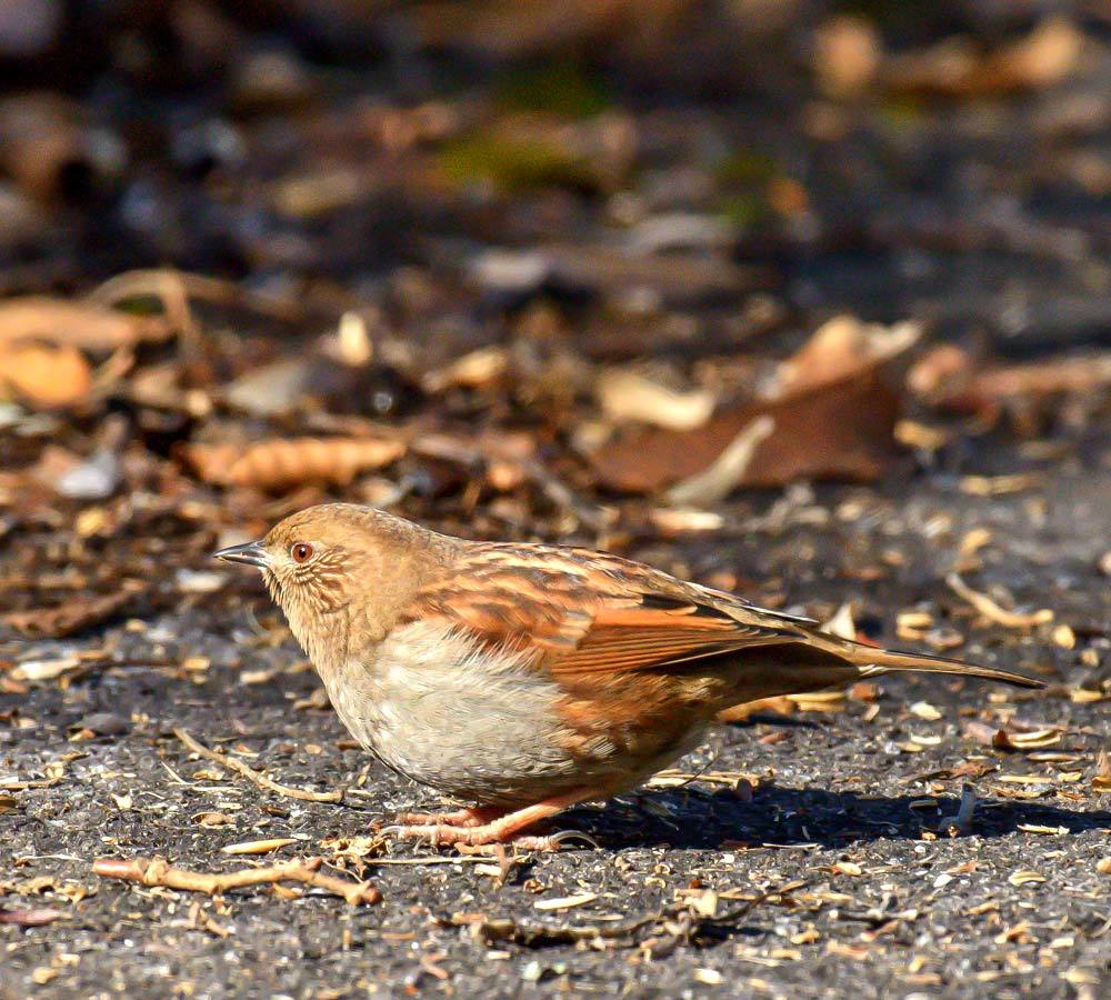 鳥 回想㊴）九州山地の野鳥2＝熊本県と県境を含む_d0238245_21343055.jpg