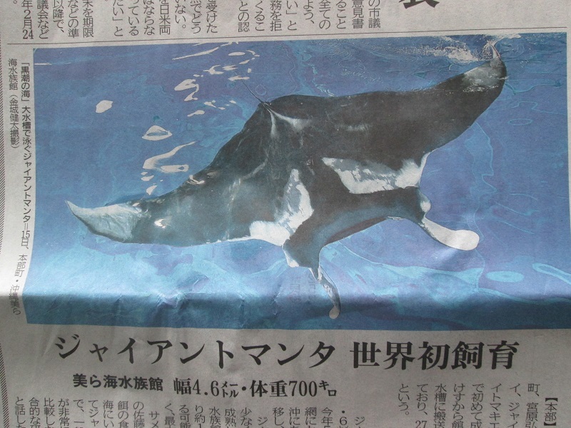 ジャイアントマンタ 世界初飼育 おもろまち3丁目 ジャイアントマンタ 世界初飼育 おもろまち3丁目