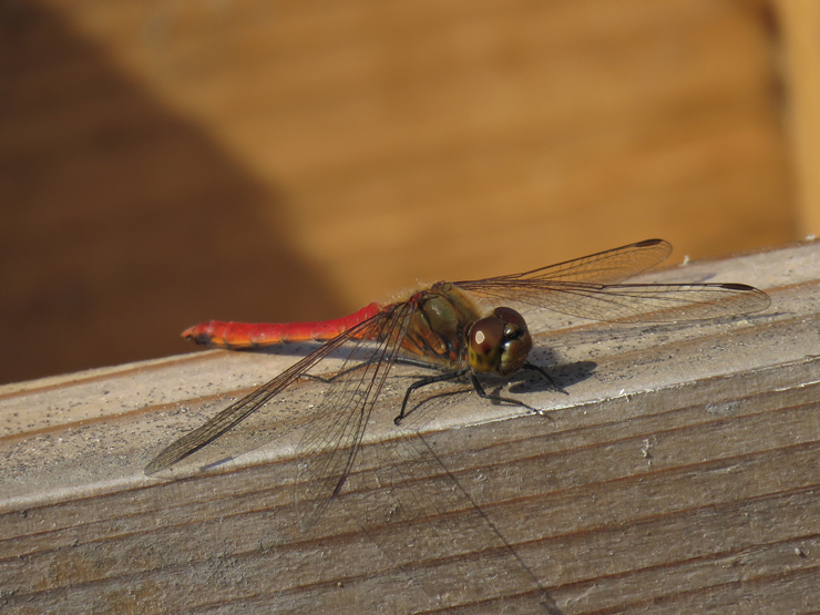 f0214649_05423117.jpg