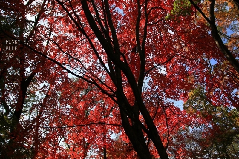 c0145250_10103665.jpg