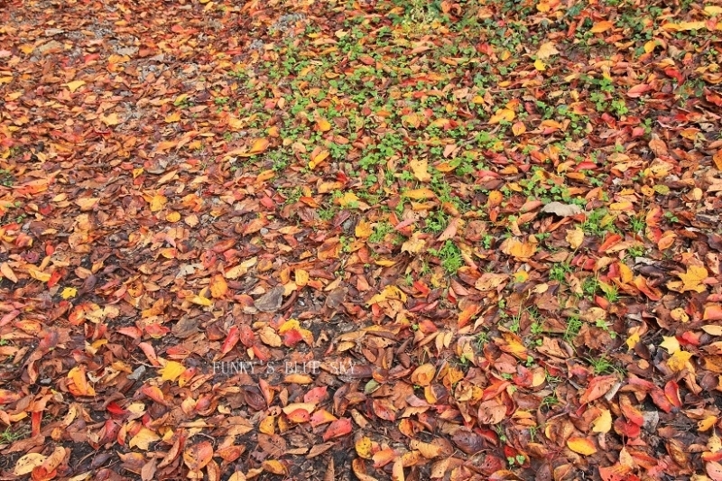 c0145250_10221441.jpg