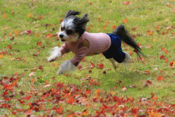 c0145250_11175450.gif