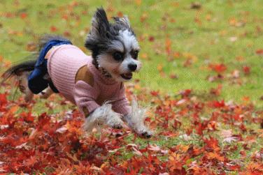 c0145250_11180911.gif
