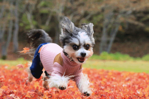 c0145250_11303731.gif