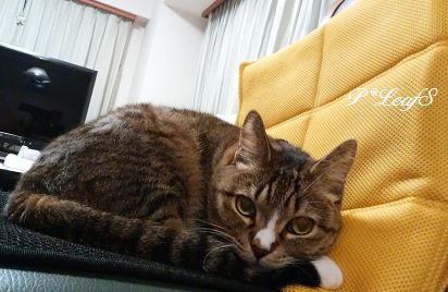 c0176651_13244322.gif
