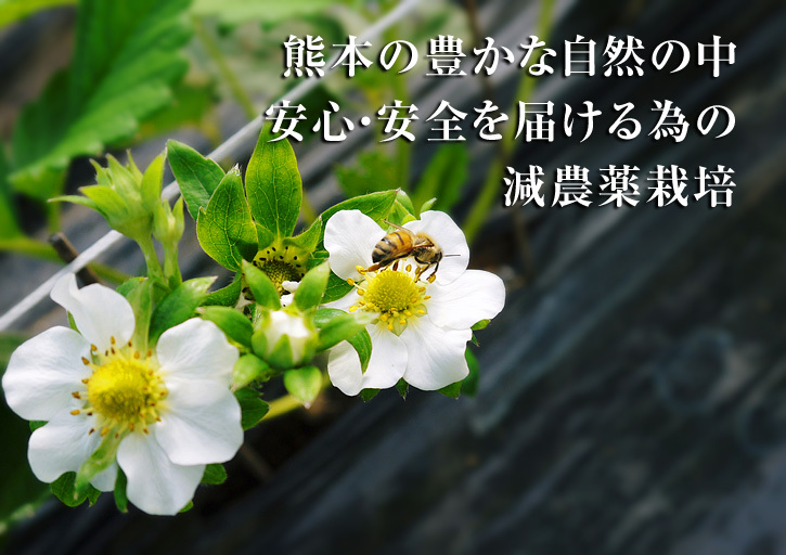 熊本県産朝採りイチゴ！令和4年度の先行予約受付スタート！第1弾！熊本限定栽培品種のイチゴ『熊紅』_a0254656_18360280.jpg
