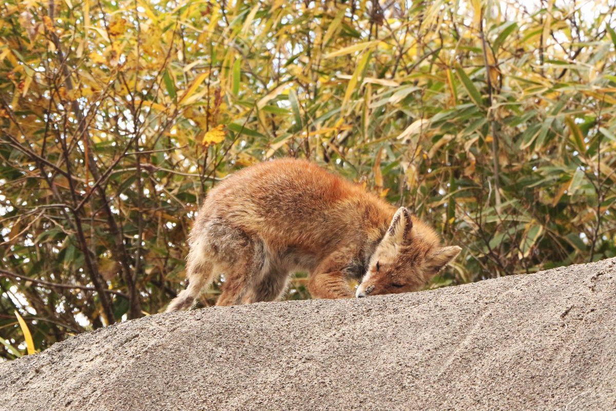 キツネを死に向かわせたのは誰だ 船形山からブナの便り ブログ版