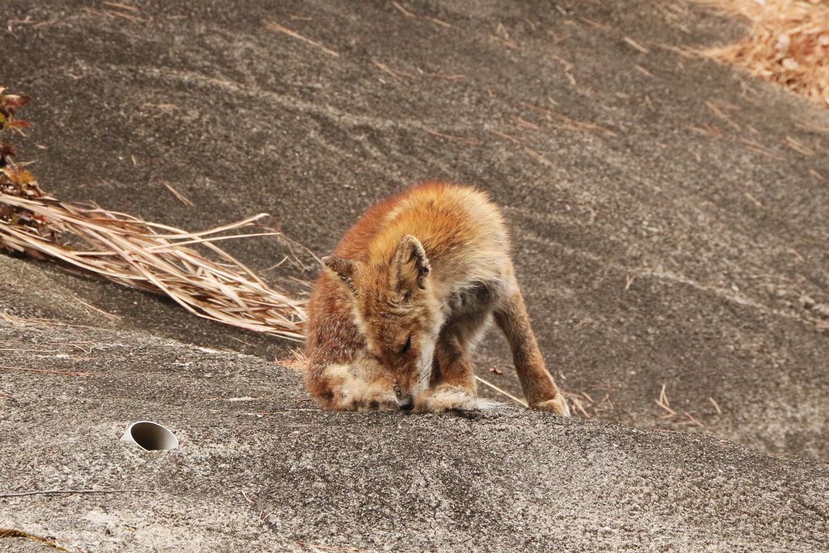 キツネを死に向かわせたのは誰だ 船形山からブナの便り ブログ版