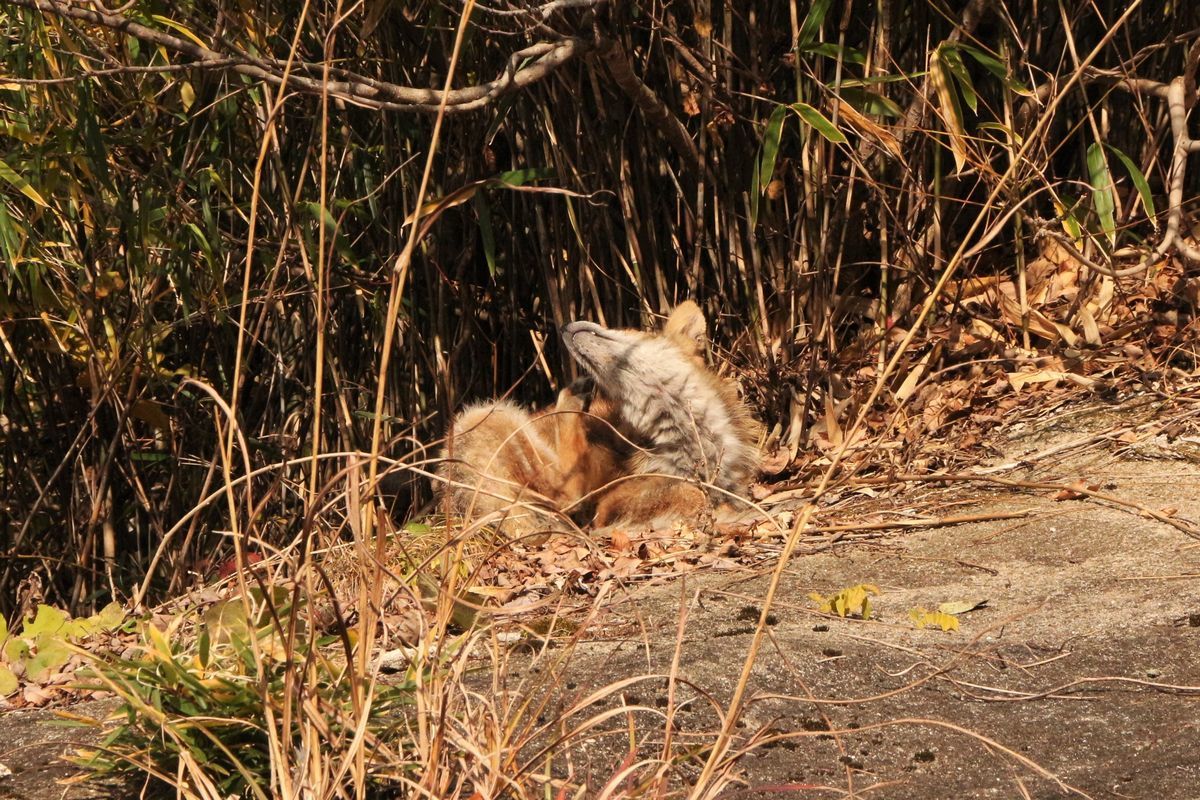 キツネを死に向かわせたのは誰だ 船形山からブナの便り ブログ版