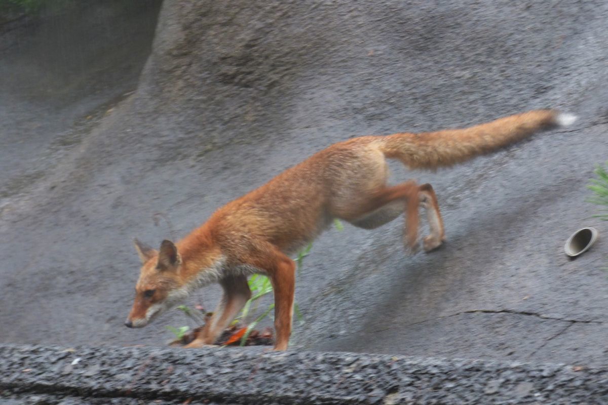 キツネを死に向かわせたのは誰だ 船形山からブナの便り ブログ版