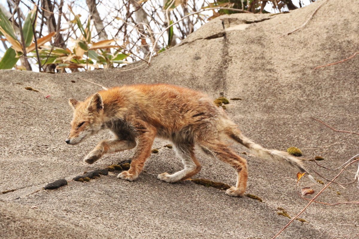 キツネを死に向かわせたのは誰だ 船形山からブナの便り ブログ版