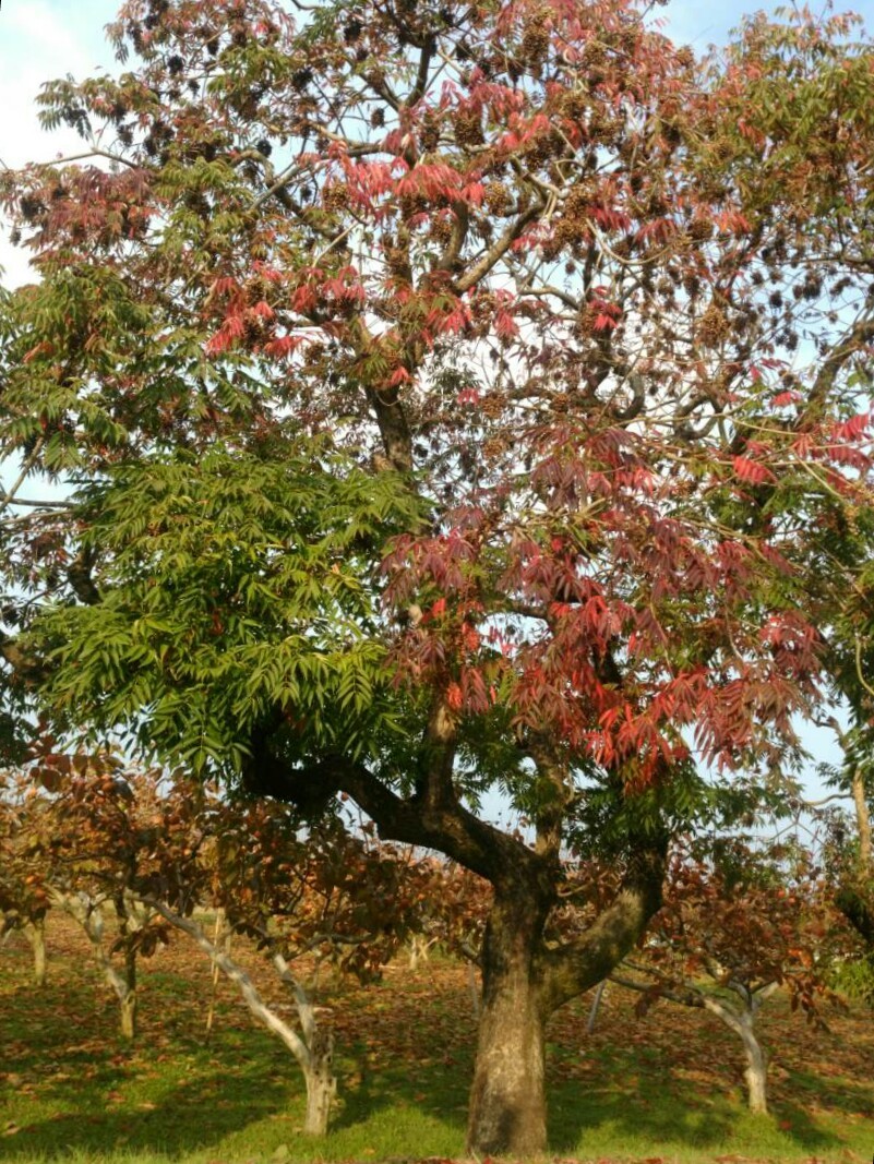 ハゼ並木と永勝寺の紅葉 花暮らしの記 ハゼ並木と永勝寺の紅葉 花暮らしの記