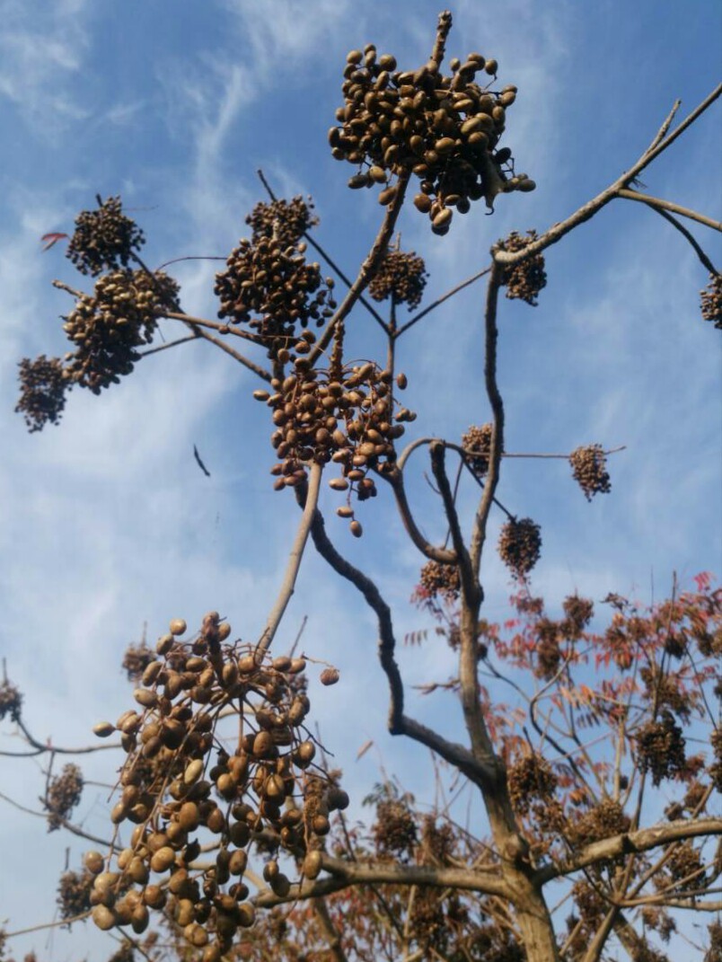 ハゼ並木と永勝寺の紅葉 花暮らしの記 ハゼ並木と永勝寺の紅葉 花暮らしの記