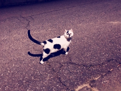 VINCA ニット☆_d0220368_16491274.jpeg