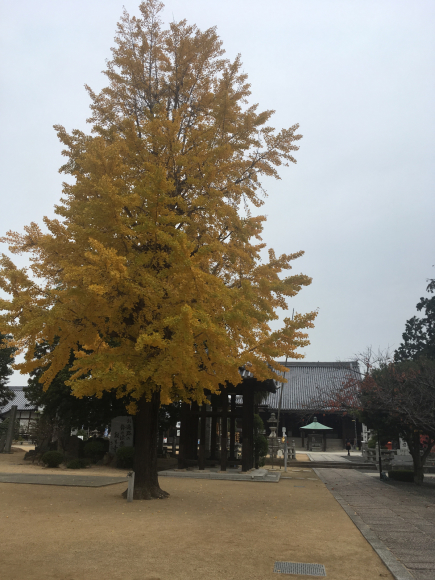 76番札所 金蔵寺(こんぞうじ・善通寺市香川県)_d0339676_10550360.jpg