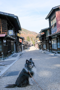 ワンコ旅　長野編3　奈良井宿ふたたび_e0339076_23261371.jpg