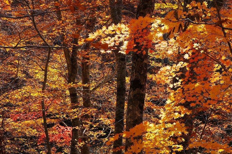 蔦七沼での紅葉-2_c0313080_23125493.jpg