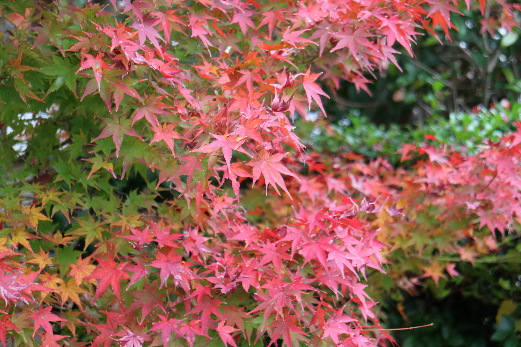 f0075595_20112696.jpg