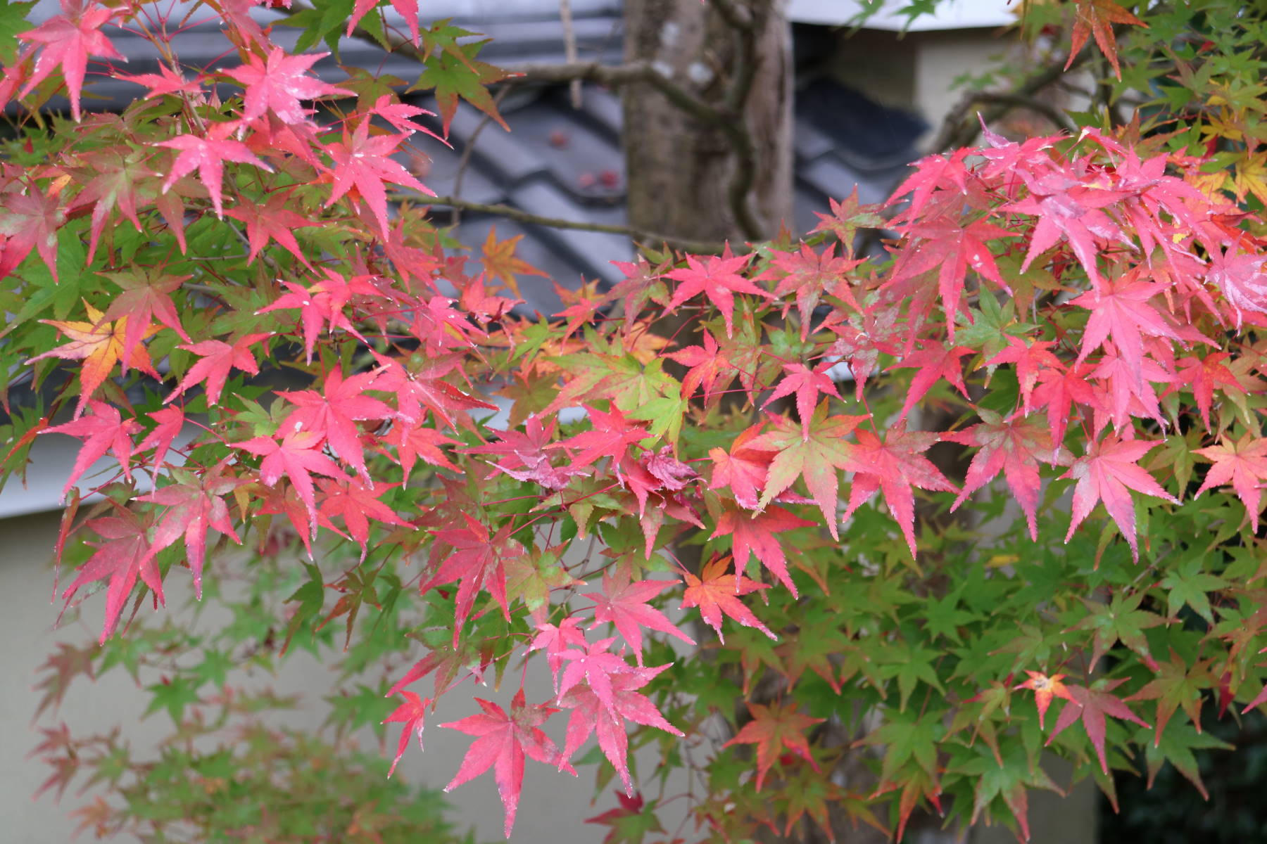f0075595_20113790.jpg
