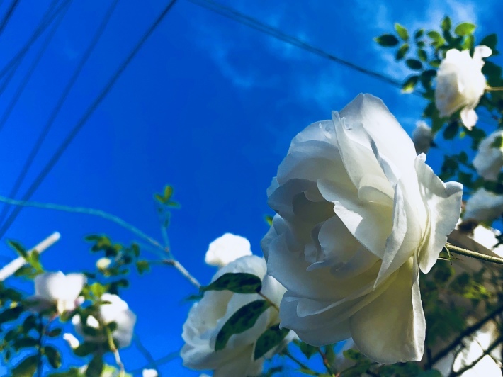 f0201297_17090530.jpeg