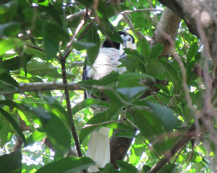 Pasir Ris Park（その２）サイチョウ はっけん！_c0212604_5482170.jpg