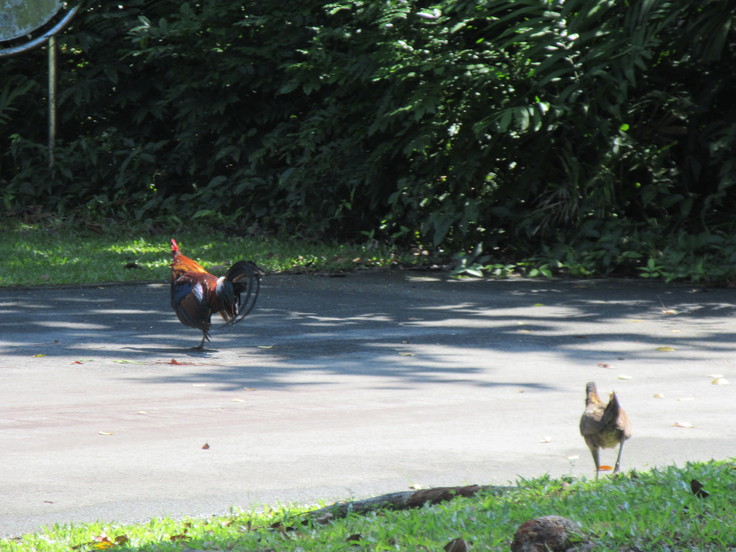 Pasir Ris Park（その２）サイチョウ はっけん！_c0212604_64435.jpg