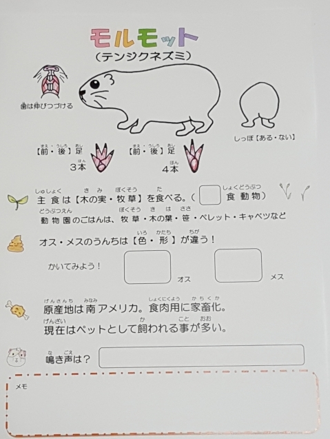 サポーターイベント「モルモットをモット感じよう!ポスター作り」_c0290504_17244237.jpg