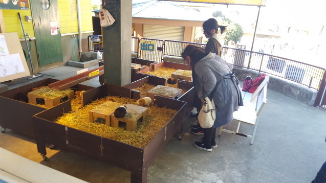 サポーターイベント「モルモットをモット感じよう!ポスター作り」_c0290504_17251819.jpg