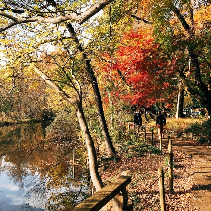 石神井公園〜善福寺公園・渋谷青の洞窟_d0138811_23243296.jpeg