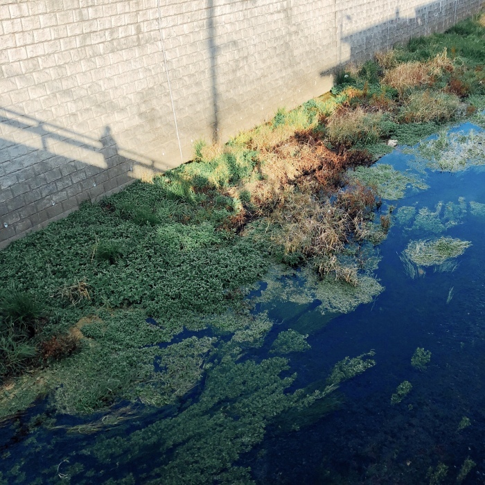 石神井公園〜善福寺公園・渋谷青の洞窟_d0138811_23275188.jpeg