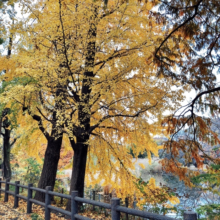 石神井公園〜善福寺公園・渋谷青の洞窟_d0138811_23304108.jpeg