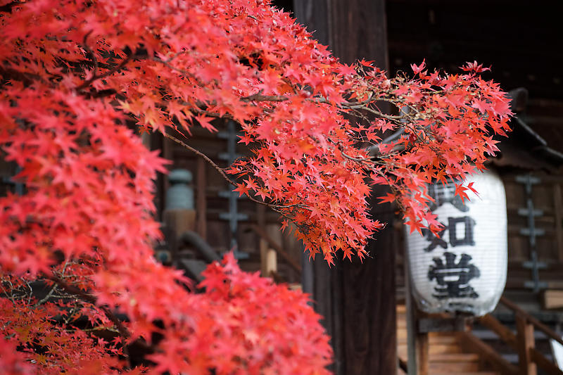 2018京都の紅葉・黒谷　真如堂_f0032011_20344111.jpg