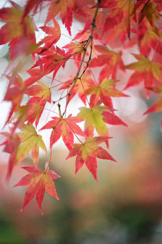 2018京都の紅葉・黒谷　真如堂_f0032011_20344143.jpg