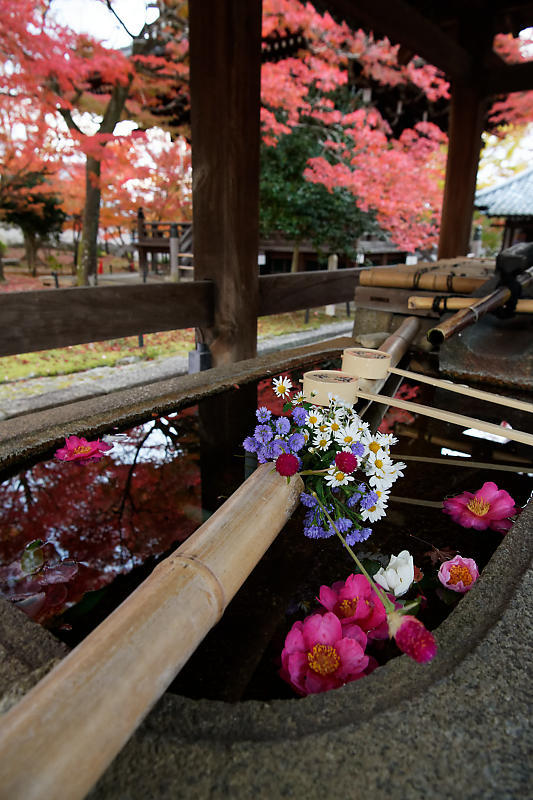 2018京都の紅葉・黒谷　真如堂_f0032011_20344215.jpg