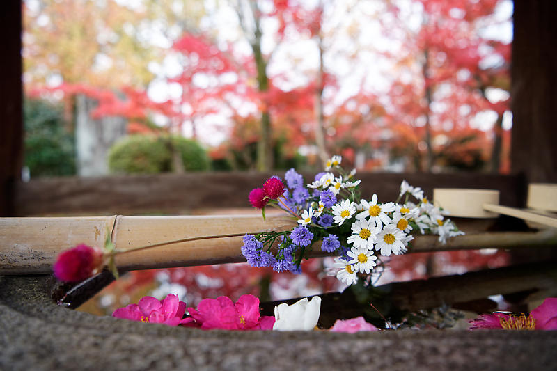 2018京都の紅葉・黒谷 真如堂_f0032011_20344217.jpg