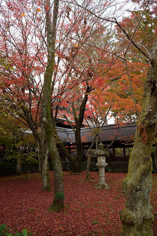 2018京都の紅葉・黒谷　真如堂_f0032011_20375541.jpg