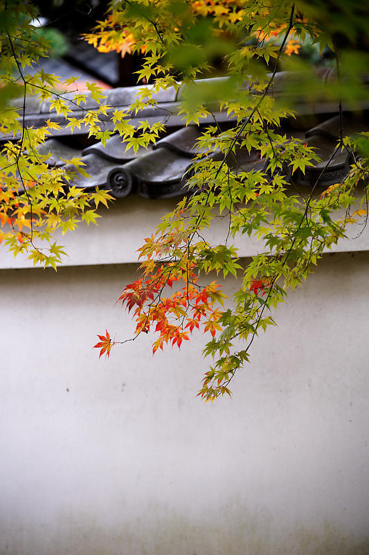 2018京都の紅葉・黒谷 真如堂_f0032011_20375646.jpg