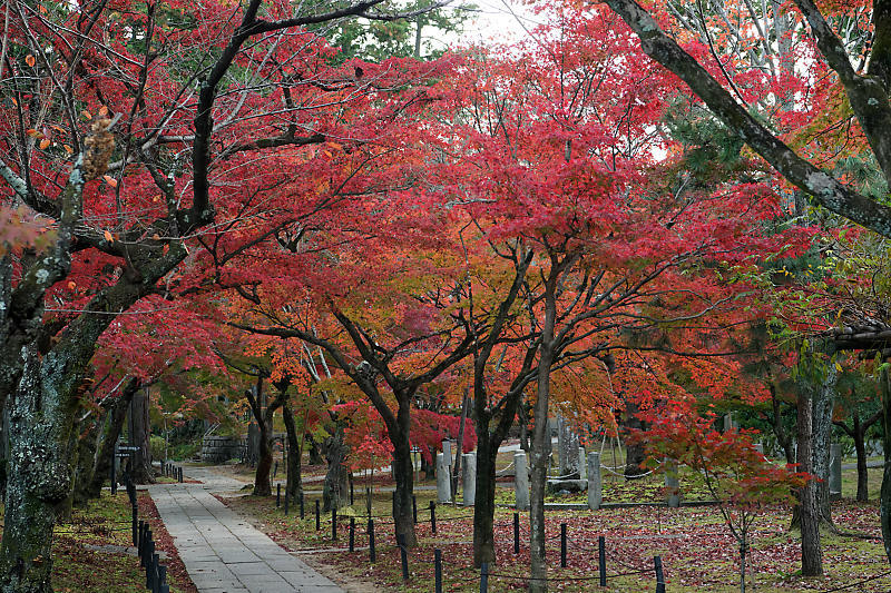 2018京都の紅葉・黒谷　真如堂_f0032011_20375668.jpg