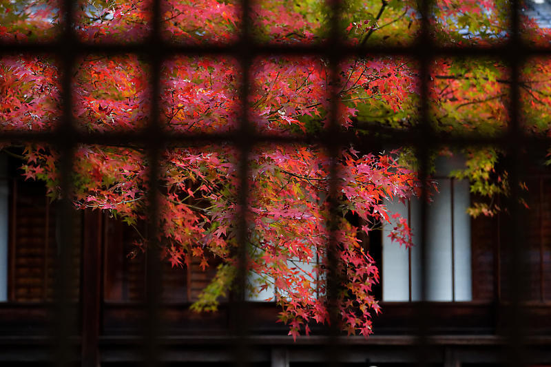 2018京都の紅葉・黒谷 真如堂_f0032011_20375789.jpg