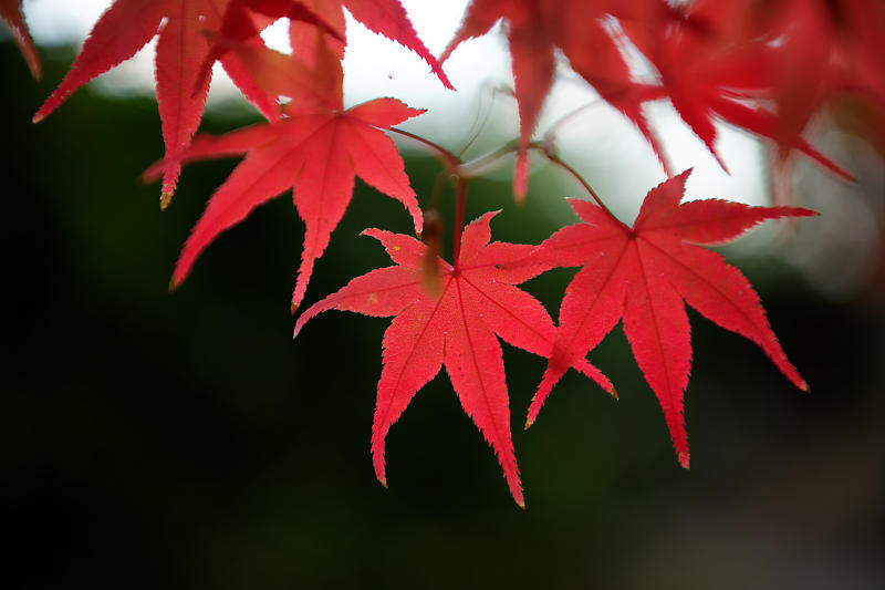 2018京都の紅葉・黒谷　真如堂_f0032011_21184918.jpg